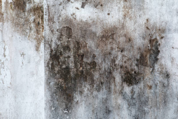 Professional Mold Removal in Marshallton, PA